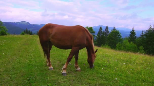 在草地上吃草的马. — 图库视频影像