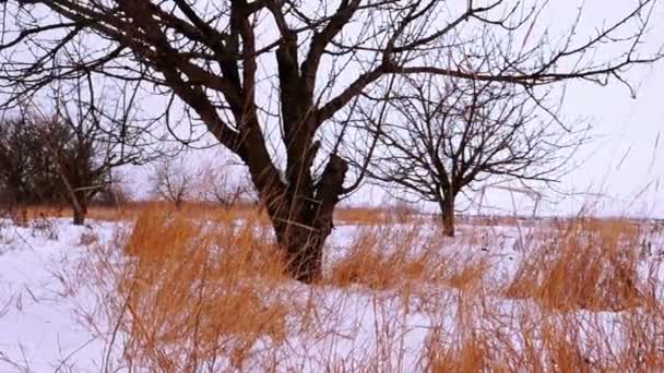 Suché trávy pod bílý sníh — Stock video