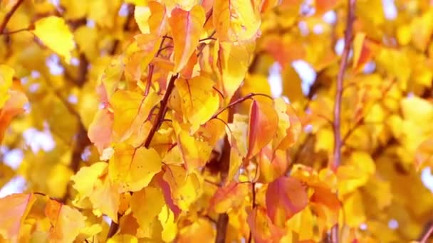 Hojas de otoño rojas y amarillas — Vídeo de stock