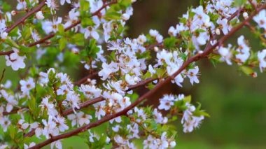 Kiraz bahçesinde bahar akşam
