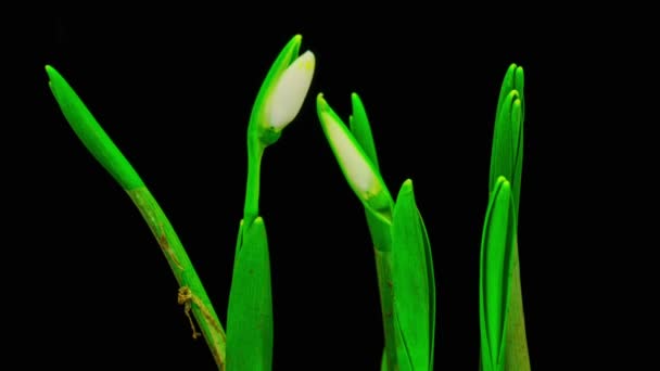 Soft White Snowdrops Blossom. — Stock Video