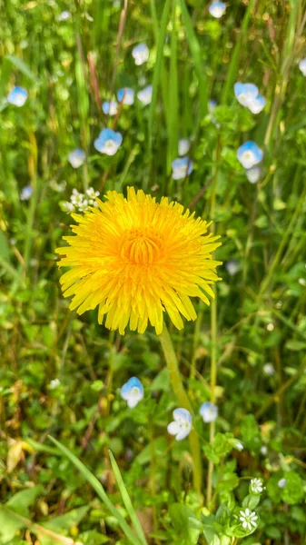 Ein gelber Löwenzahn und kleine blaue Blüten, grüner Pflanzenhintergrund — Stockfoto