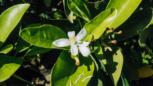 Азахар Білі Квіти Рослині — стокове фото