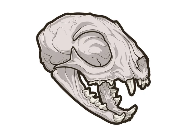 Cat Skull Color Sketch — Φωτογραφία Αρχείου