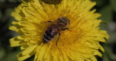 Sarı çiçekli böcek arısı