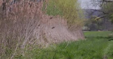 Almanya Ren Nehri 'nde balıkçıl kuşu