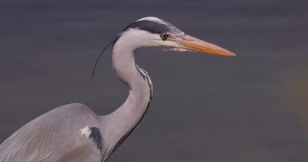 Garza pájaro en el río Rin Alemania — Vídeos de Stock