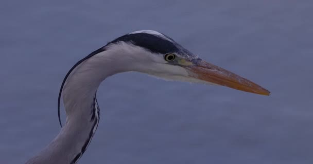 Heron bird at Rhine river Γερμανία — Αρχείο Βίντεο