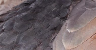 Alman ördeği yakın çekim temizliğinde.