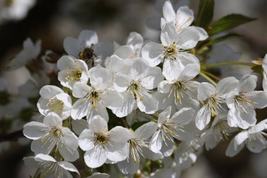 Mainz Almanya 'sında çiçek açan elma ağaçları