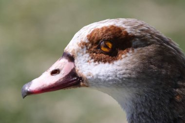 Kaz yakın çekim ve Ren 'e doğru yönel.