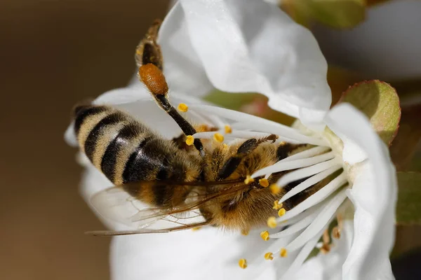 Abeja con pólenes en flor blanca — Foto de Stock