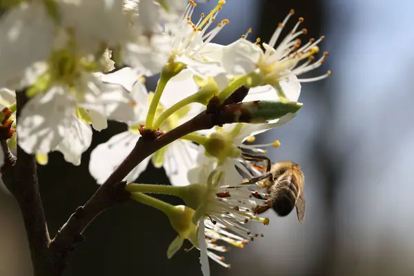 Manzanos florecientes con abejas en Alemania — Foto de Stock