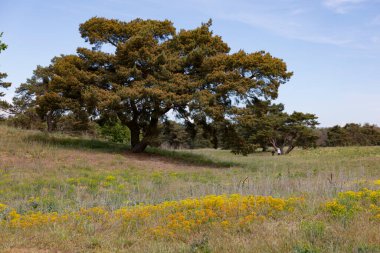 Ağaçlar ve çiçek açan çimenler Mainz Almanya