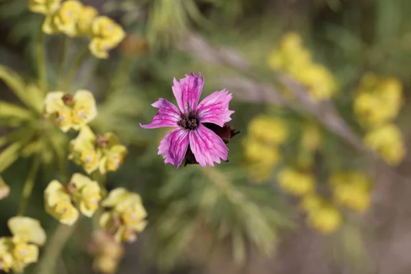 Flores florecientes y hierba en Maguncia Alemania — Foto de Stock