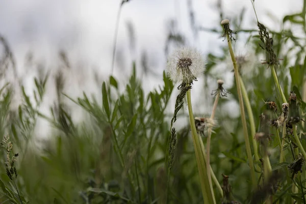 Fioritura fiori ed erba a Magonza Germania — Foto Stock