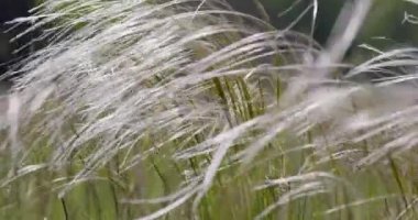 Tüy çimen Stipa pennata doğa rezervi Mainz Almanya