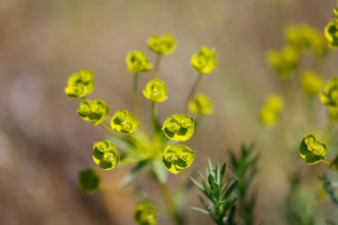 Mainz Almanya 'sında çiçekler ve çimenler açıyor