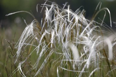 Tüy çimen Stipa pennata doğa rezervi Mainz Almanya