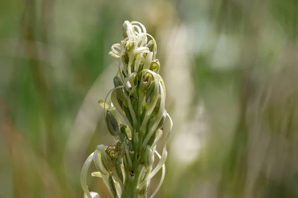 Orquídea alemã Himantoglossum hircinum Alemanha — Fotografia de Stock