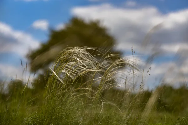 Erba di piume Stipa pennata nella riserva naturale Mainz Germania — Foto Stock