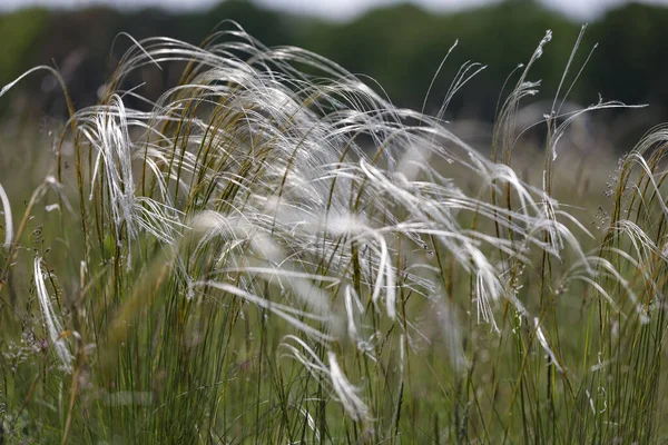 Erba di piume Stipa pennata nella riserva naturale Mainz Germania — Foto Stock