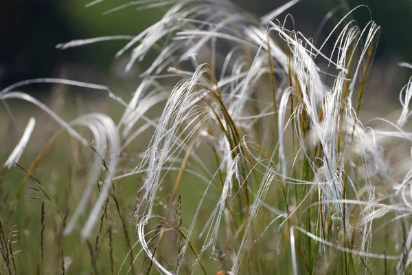 Peří tráva Stipa pennata v přírodní rezervaci Mainz Německo — Stock fotografie