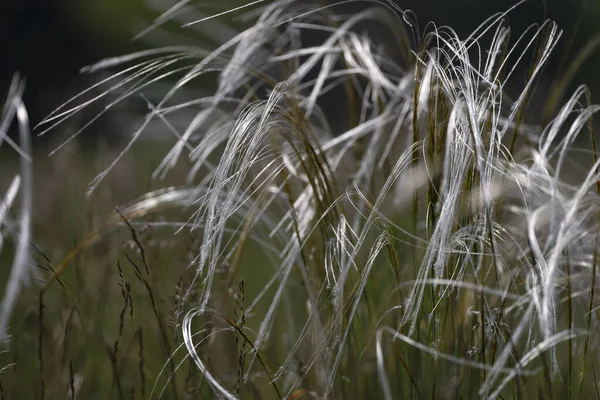 Feather grass Stipa pennata in nature reserve Mainz Németország — Stock Fotó