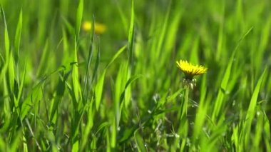 Sarı çiçek açması karahindiba.