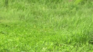 Eski bir el ile elektrik çim-biçme bir çim biçme. 4k (Uhd)