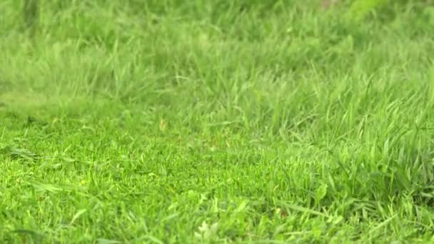 Косить траву старой ручной электрогазонокосилкой. 4K (UHD) ) — стоковое видео
