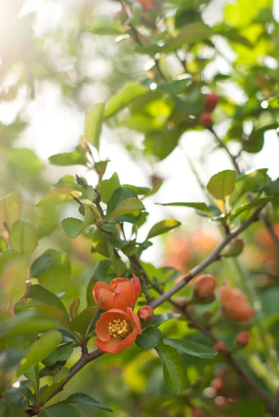 Japonya Ayva çiçek açmış