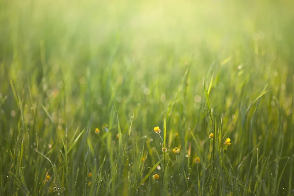 Sunrise in the grass — Stock Photo, Image