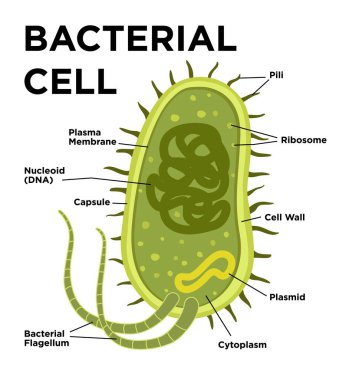 Bakteriyel hücre anatomisi düz bir şekilde. Vektör modern çizim. Nükleoit DNA 'sı ve ribozomları olan bir bakteri hücresindeki yapılar. Dış yapılar kapsül, pili ve flagellum içerir..