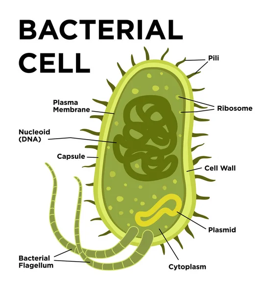 Bakteriyel hücre anatomisi düz bir şekilde. Vektör modern çizim. Nükleoit DNA 'sı ve ribozomları olan bir bakteri hücresindeki yapılar. Dış yapılar kapsül, pili ve flagellum içerir..