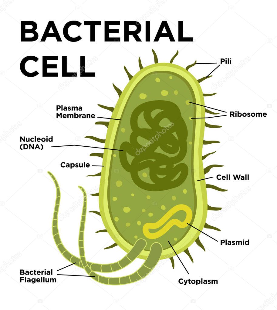 Bacterial cell anatomy in flat style. Vector modern illustration. Labeling structures on a bacillus cell with nucleoid DNA and ribosomes. External structures include the capsule, pili, and flagellum.