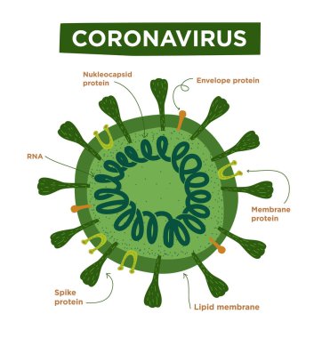 Coronavirus yapılarının ve anatomisinin yassı çizimi. Protein, ribozom, RNA ve zarf morfolojisi ile etiketlenmiş. Vektör bilgi covid-19