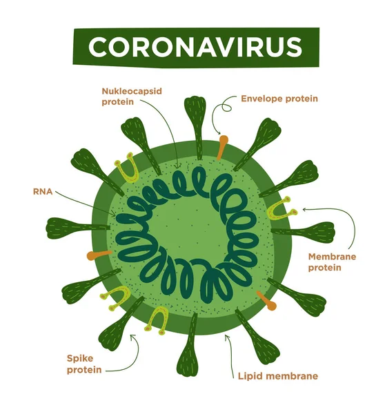 Coronavirus yapılarının ve anatomisinin yassı çizimi. Protein, ribozom, RNA ve zarf morfolojisi ile etiketlenmiş. Vektör bilgi covid-19