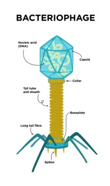 Flat Illustration of Bacteriophage structures and anatomy. Labeled with capsid, DNA, spike, Baseplate. clipart