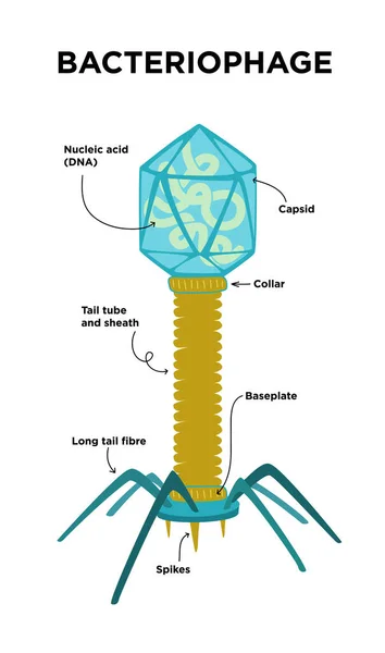 Płaska Ilustracja Struktur Bakteriofagowych Anatomii Etykietowane Kapslem Dna Kolcem Płytką — Wektor stockowy