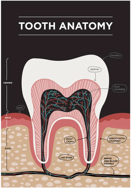 Векторна Стоматологічна Інфографіка Зубів Медичний Банер Або Плакатна Ілюстрація Структурою — стоковий вектор