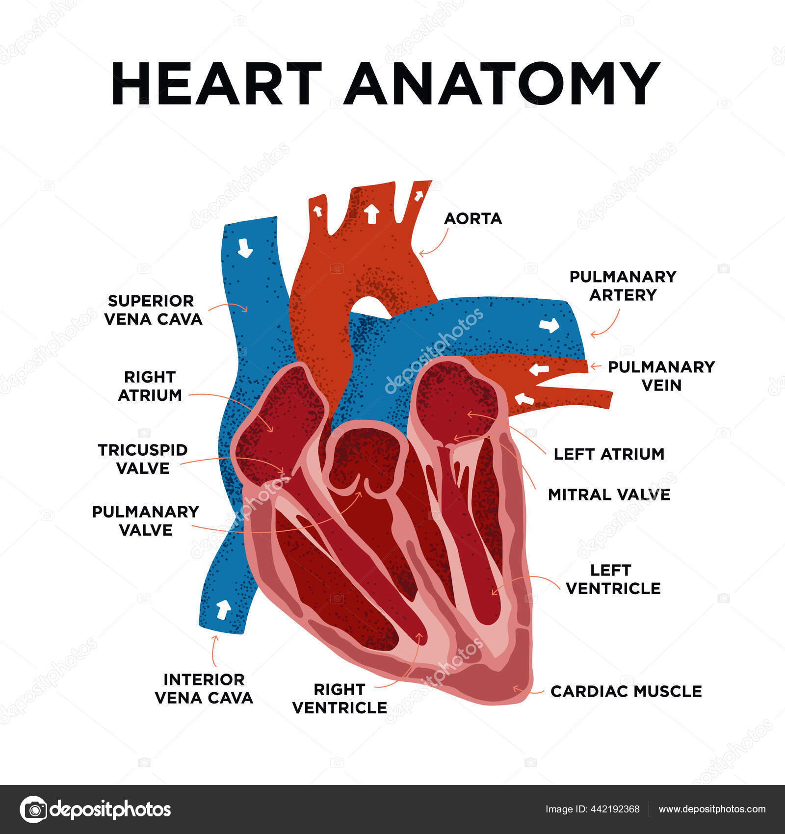 Anatomy heart Heart: illustrated