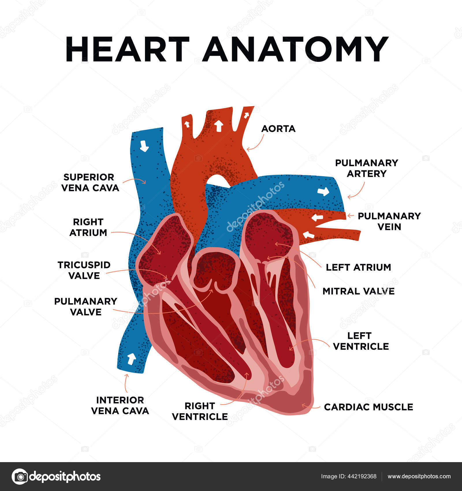 cardiac muscle diagram labeled