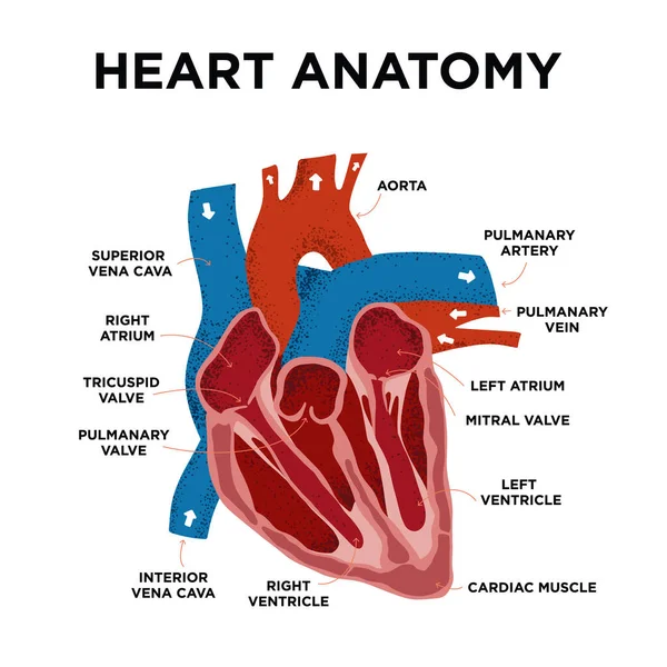 Kalp Anatomisi diyagramı. İnsan Kalbi Yapısı. Karalama tarzında etiketlenmiş kalp. Kalp düşmanı eğitiminin bir parçası. El çizimi vektör çizimi. 