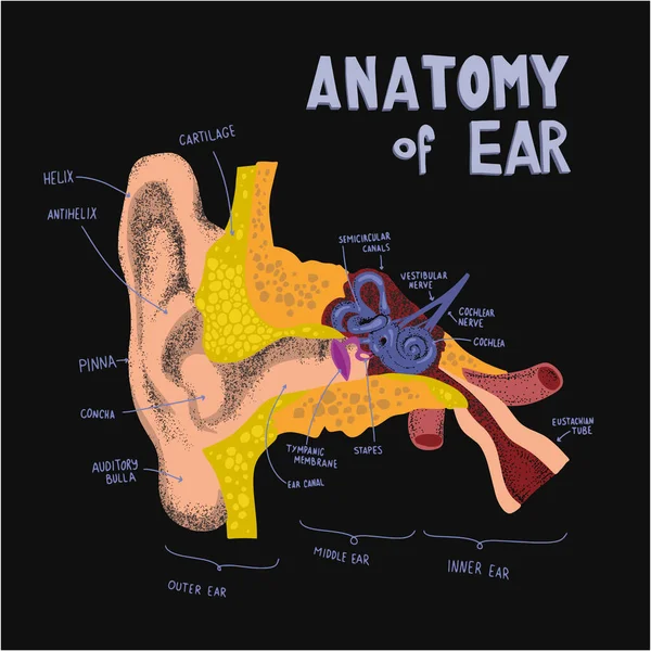 Anatomická Struktura Lidského Ucha Anatomie Lidského Ucha Čmáranici Kresleném Stylu — Stockový vektor