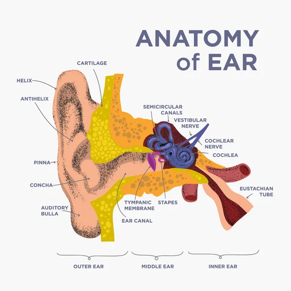Struktura Anatomiczna Ludzkiego Ucha Anatomia Ludzkiego Ucha Stylu Bazgrołów Rysunków — Wektor stockowy