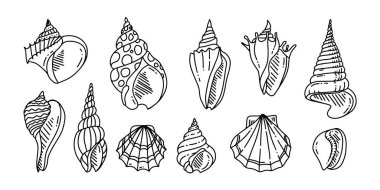 Doodle Deniz Kabuğu. Ana hatlarıyla çeşitli deniz kabukları. el çizimi. 