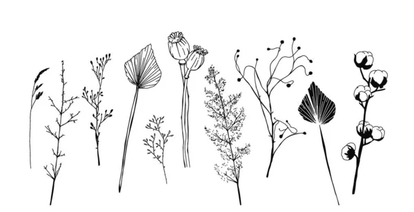 Minimalist kurumuş bitkiler, çiçekler ve yapraklar. İç kısmın İskandinav kızlık zarı vektör elementleri — Stok Vektör