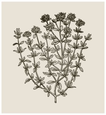 Thymus vulgaris 'in zarif yaprakları ve ince oyma detaylarıyla klasik çizimi. Organik ambalajlar, botanik posterler ya da mutfak tasarımı için mükemmel. Antika botanik karışımı.