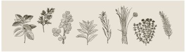 Karışık mutfak bitkilerinin detaylı bir koleksiyonu. Paketleme, poster ya da mutfak dekorasyonu için mükemmel. Zarafet, doğal detay ve botanik uyumu organik ve aşçılık tasarımı için idealdir.
